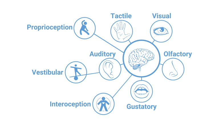 Spider chart describing seses: olfactory, gustatory, intereception, auditory, vestibuler, proprioception, tactile